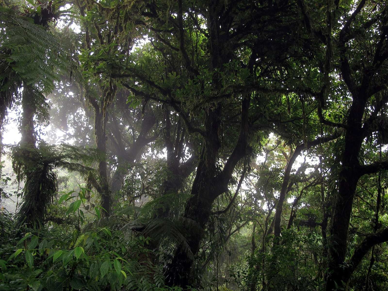 Monteverde Cloud Forest Reserve · 6.9 km