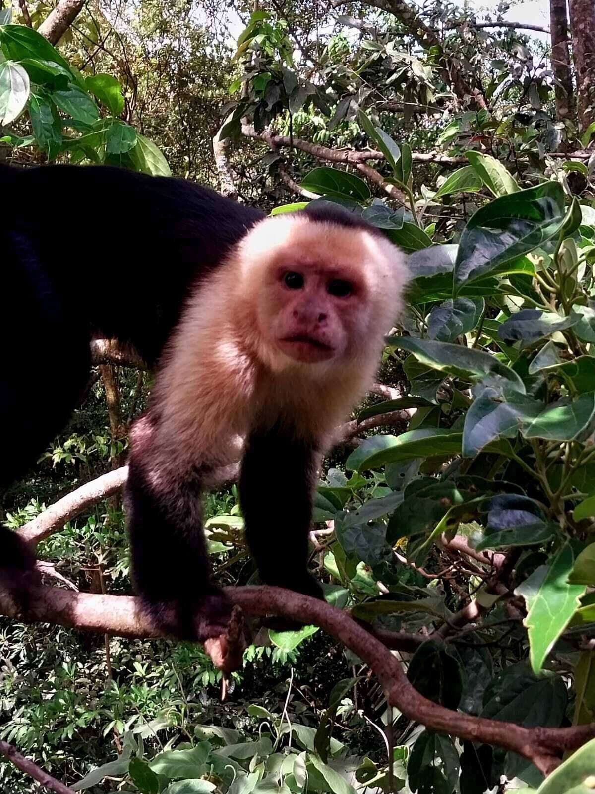 A monkey on a tree branch surrounded by dense foliage